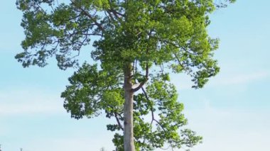 yeşil ağaçlar ve mavi gökyüzü doğa arka planında