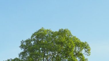 yeşil ağaçlar ve mavi gökyüzü doğa arka planında