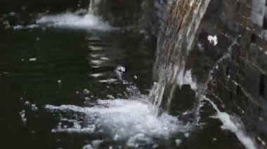 water flowing through the pond on background