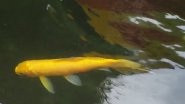 beautiful yellow Koi fish in the pond