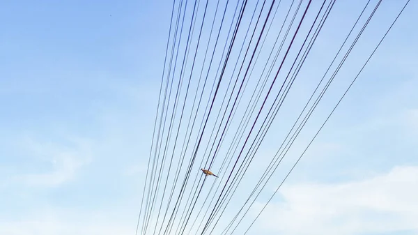 Alambres Eléctricos Cables Señal Contra Cielo Azul Hay Espacio Para —  Fotos de Stock