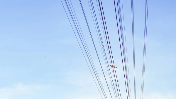 Electrical Wires Signal Wires Blue Sky Space Content — Stockfoto