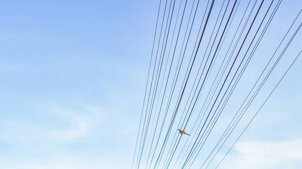 Electrical Wires Signal Wires Blue Sky Space Content — Stockfoto