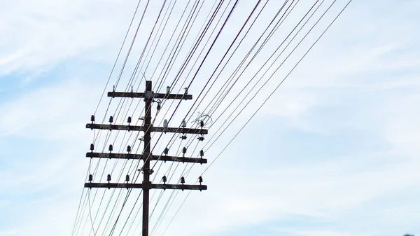 Telegraph Poles Many Wires Old Communication Space Content — Stockfoto