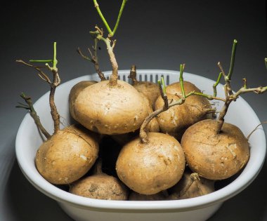 Yam, noun in the Leguminosae family. Juicy white flesh. Used to eat raw or cooking, has a bland or slightly sweet taste.