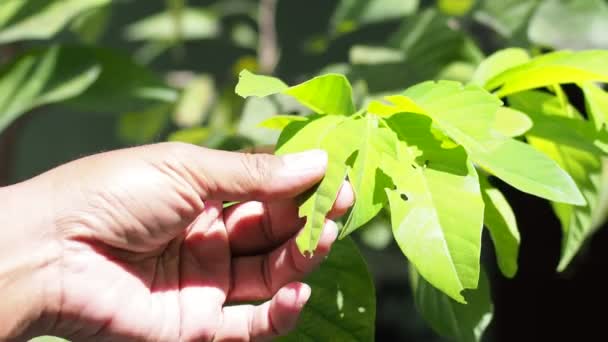 Man Hand Touches Green Leaf — 비디오