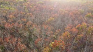 Ağaçlar ve yapraklarla dolu güzel sonbahar manzarası