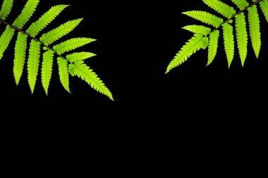 arkaplanda kırpma yolu ile yapraklar