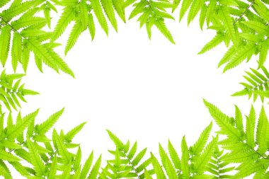 arkaplanda kırpma yolu ile yapraklar