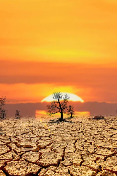 Gyönyörű Naplemente Sivatagban Fákkal — Stock Fotó