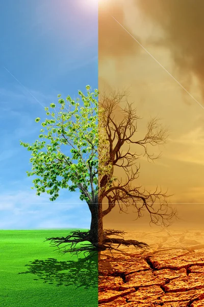干ばつから緑の成長への気候変動 気候変動は地球を枯らした 地球温暖化の概念枯死木と地球環境変化の概念としての木の比較図 ロイヤリティフリーのストック写真