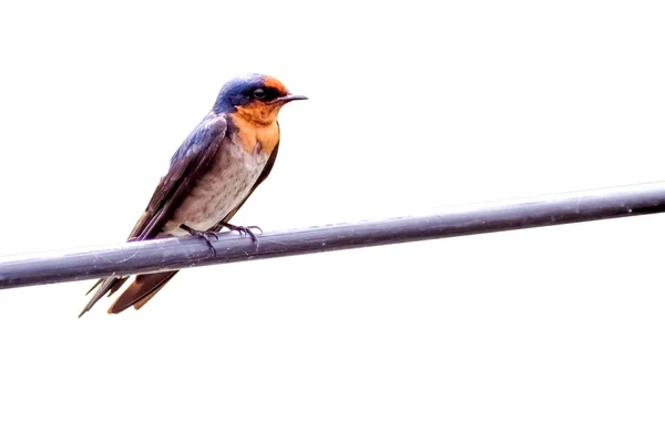 Oiseau Perché Sur Des Fils Sur Fond Coloré Avec Chemin — Photo