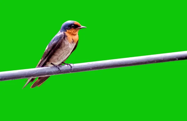 Kırpma Yolu Ile Renkli Arkaplandaki Kablolara Tünemiş Kuş — Stok fotoğraf