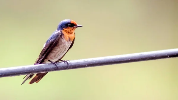 Птица Сидящая Проводах Цветном Фоне Вырезкой — стоковое фото