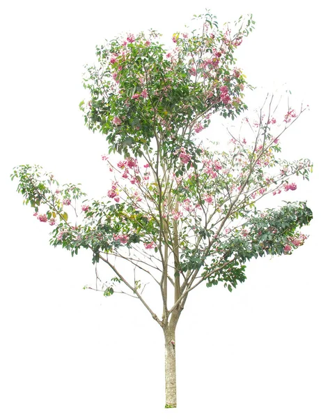 Mooi Botanisch Schot Met Boom Bloemen Natuurlijk Behang — Stockfoto
