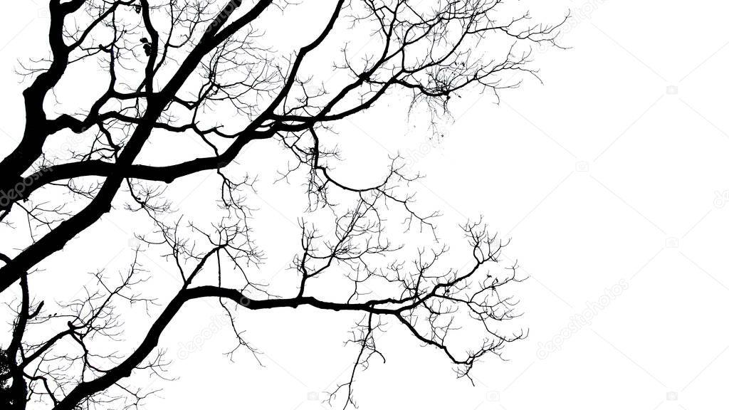 The silhouette of a dead branch can be used to accompany the horror. with clipping path.