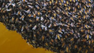 Çalışan arılara ve bala yakından bak.