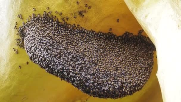 Крупним Планом Вид Робочих Бджіл Меду — стокове відео