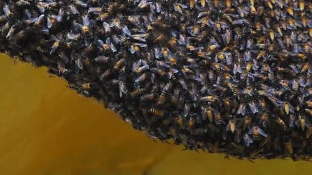 Zavřít Pohled Pracovní Včely Med — Stock video