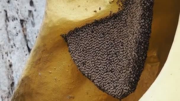 Nahaufnahme Der Arbeitsbienen Und Des Honigs — Stockvideo
