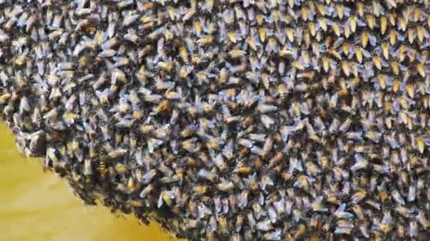 工蜂和蜂蜜的近景 — 图库视频影像