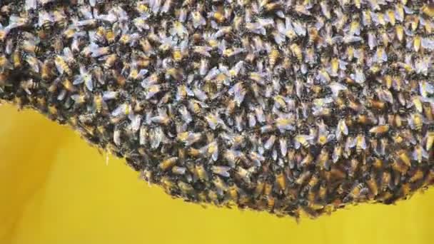 Zavřít Pohled Pracovní Včely Med — Stock video
