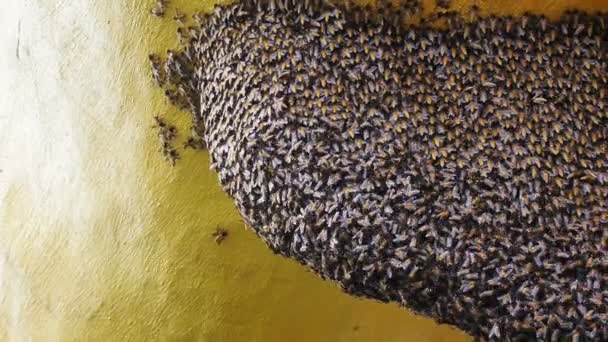 Στενή Άποψη Των Εργαζόμενων Μελισσών Και Του Μελιού — Αρχείο Βίντεο