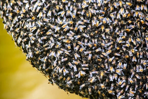 Close Honeycomb Large Number Bees Large Number Bees Cling Nest — Stock Photo, Image