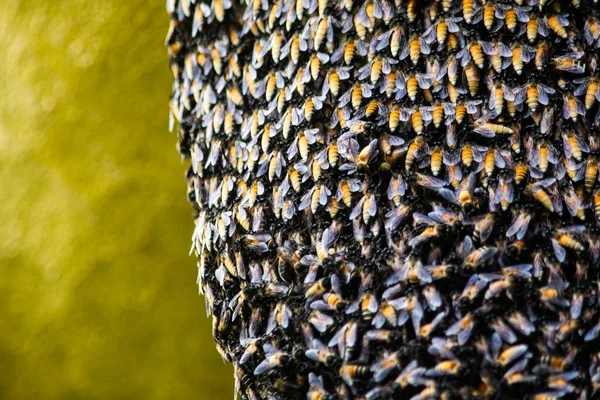 Крупним Планом Стільниця Великою Кількістю Бджіл Велика Кількість Бджіл Чіпляється — стокове фото