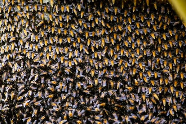Крупный План Соты Большим Количеством Пчел Большое Количество Пчел Цепляется — стоковое фото