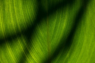 Soyut Desen Kavramsal Doğa Arkaplanı