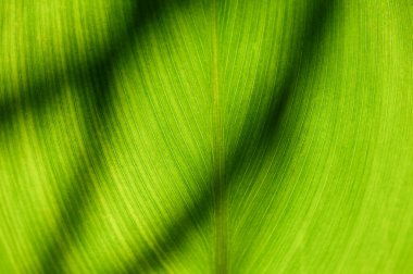 Soyut Desen Kavramsal Doğa Arkaplanı