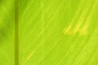 Soyut Desen Kavramsal Doğa Arkaplanı