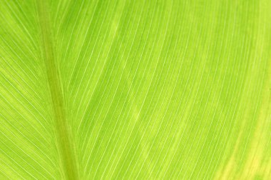 Soyut Desen Kavramsal Doğa Arkaplanı