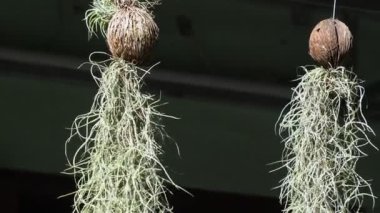 Ev dekorasyonu için İspanyol yosunu. Burayı dekore etmek için ağaç fikirleri.