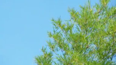 mavi gökyüzü arka planında yeşil yapraklar