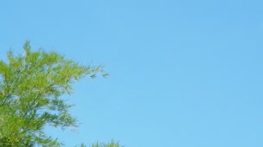 mavi gökyüzü arka planında yeşil yapraklar