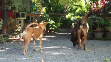 Parktaki iki sevimli köpek.