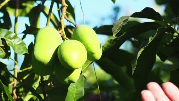 瓜子在一个专业的种植地 农场里的瓜果 — 图库视频影像