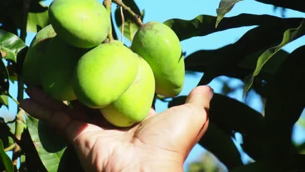 Melones Parcela Siembra Profesional Melones Mano Granja — Vídeos de Stock