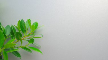 Web siteniz veya yayınınız için arka plan olarak kullanılacak lüks alüminyum paneller ve ağaçların soyut arkaplanı.