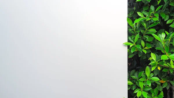 Sammendrag Bakgrunn Luksusaluminiumpaneler Trær Som Kan Brukes Som Bakgrunn Nettstedet – stockfoto