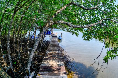 Mangrov ormanında birçok mangrov kökü var. Kıyı ormanlarını koruyan mangrovlar.