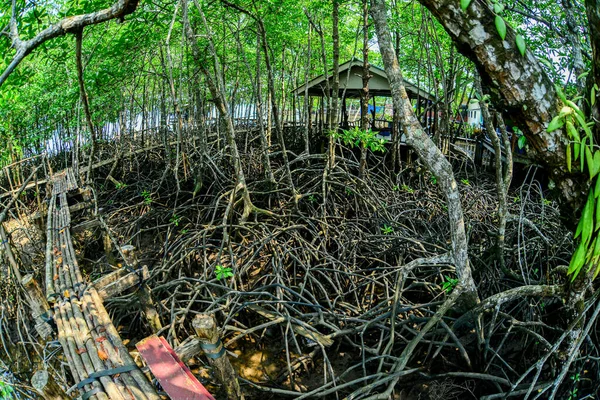 マングローブ林には多くのマングローブの根があります 海岸森林地帯を守るマングローブ — ストック写真