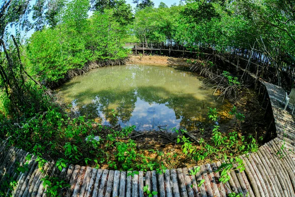 マングローブ林には多くのマングローブの根があります 海岸森林地帯を守るマングローブ — ストック写真