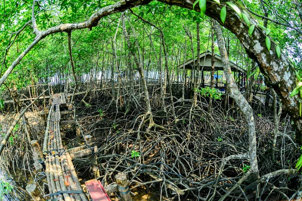 Many mangrove roots in the mangrove forest. Mangroves that protect coastal forest areas