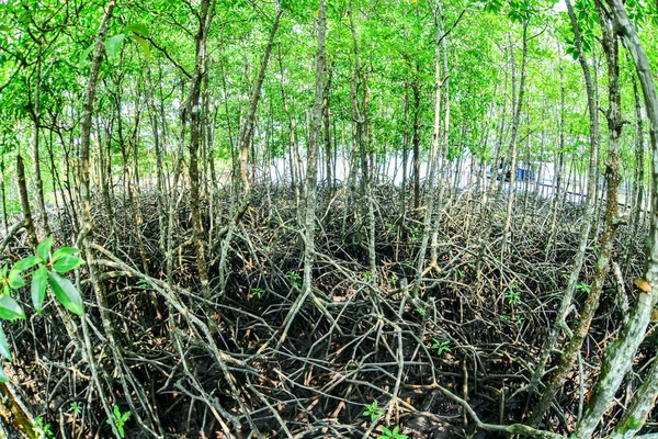 Viele Mangrovenwurzeln Mangrovenwald Mangroven Die Küstenwaldgebiete Schützen — Stockfoto