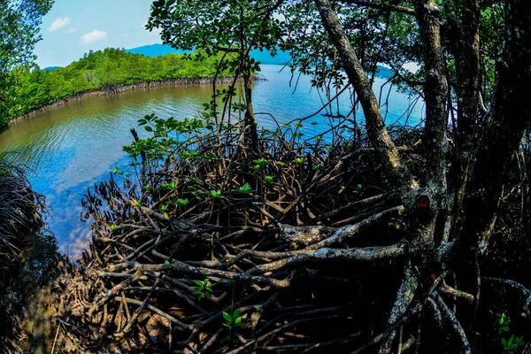 マングローブ林には多くのマングローブの根があります 海岸森林地帯を守るマングローブ — ストック写真