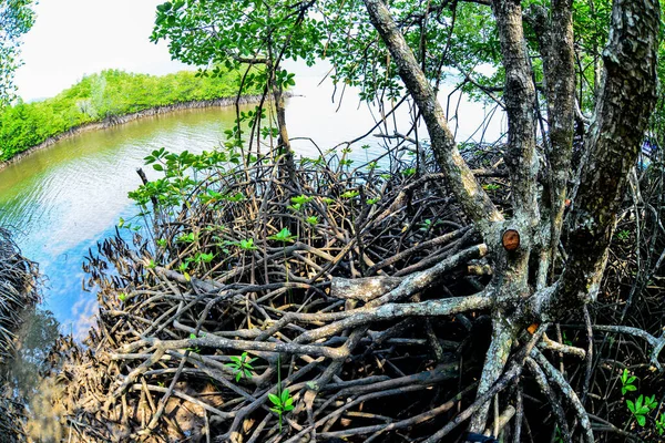 Mangrov Ormanında Birçok Mangrov Kökü Var Kıyı Ormanlarını Koruyan Mangrovlar — Stok fotoğraf