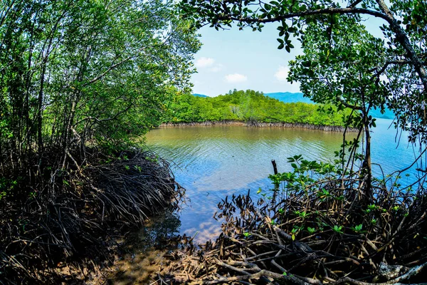 Many mangrove roots in the mangrove forest. Mangroves that protect coastal forest areas